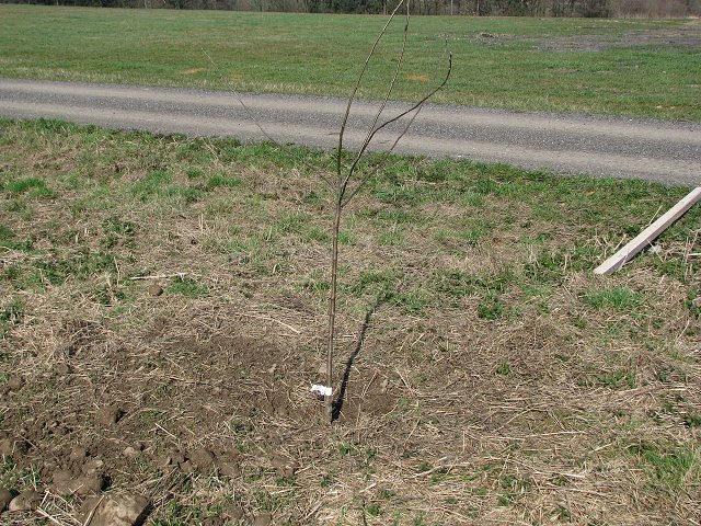 img00008.jpg
