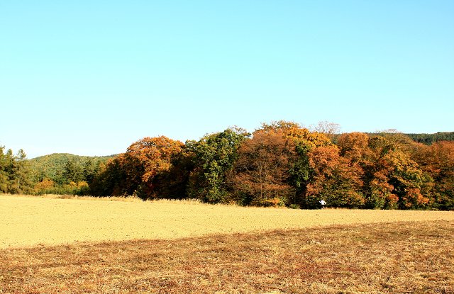 img00031.jpg
