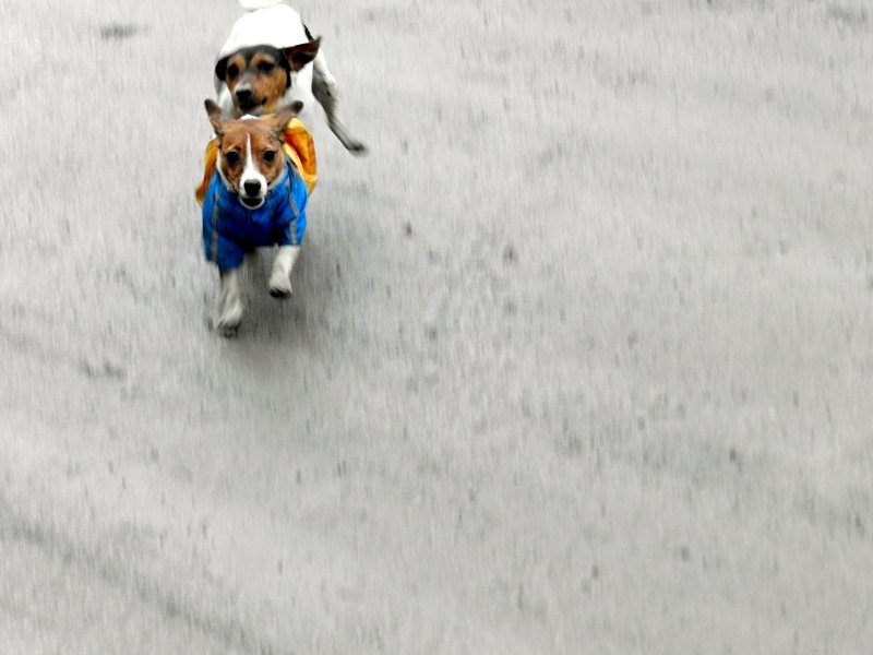img00006.jpg