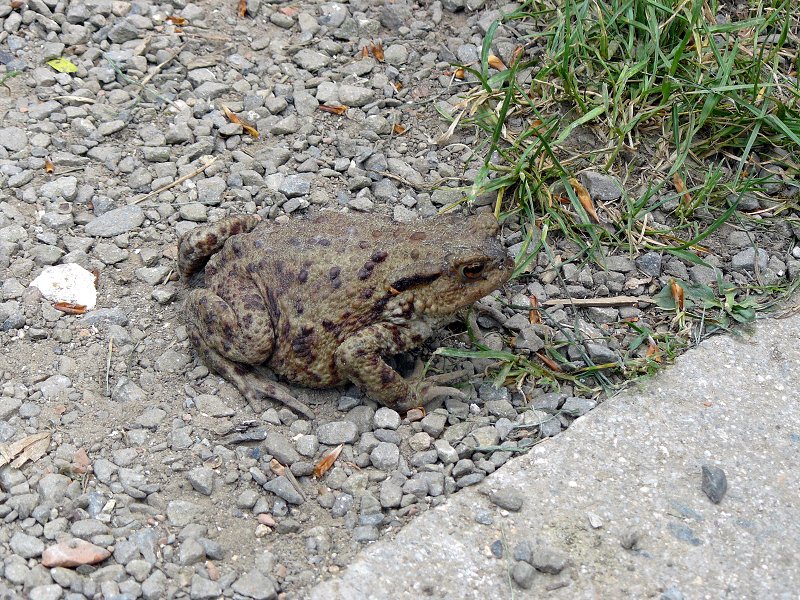 img00040.jpg