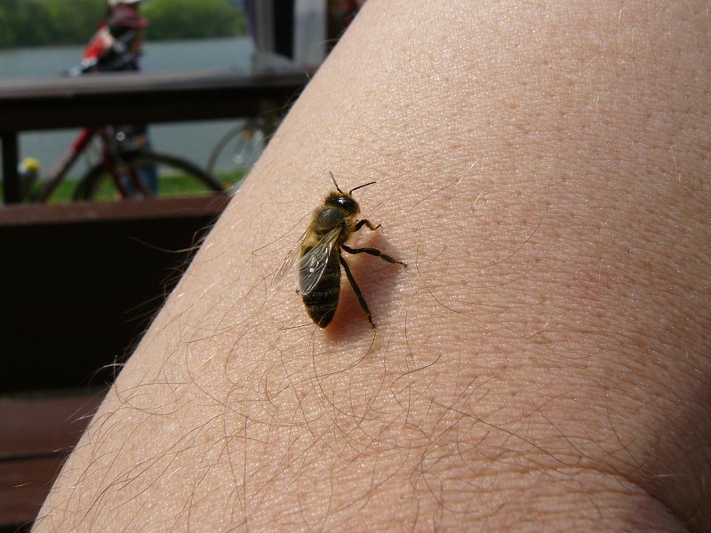 img00041.jpg