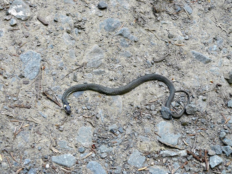 img00046.jpg